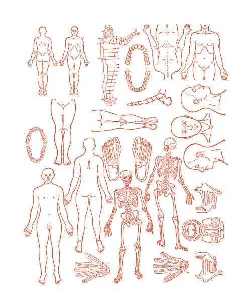 Vector illustration of Various Human Body Parts