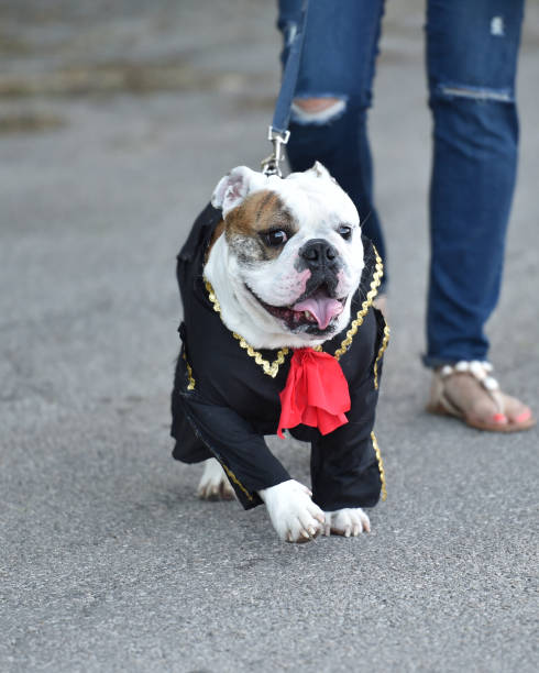 istock English Bulldog Dressed in a Costume 1003565150