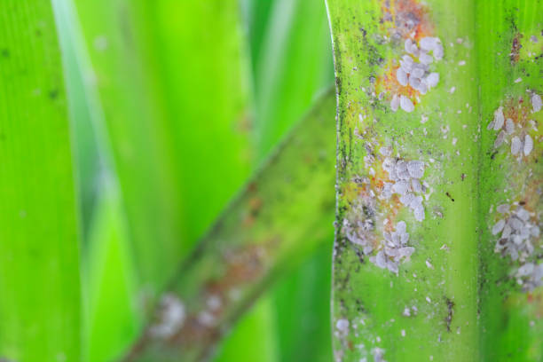 Mealybugs on a palmtree leaf. stock photo