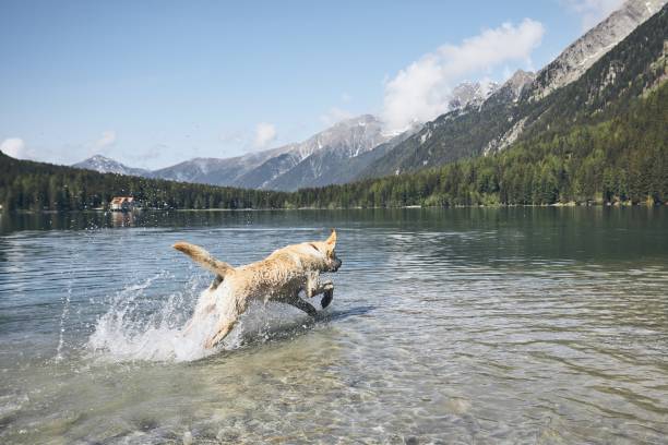 istock Happy dog in mountains 1003566028