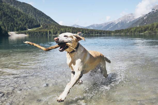 chien heureux dans les montagnes - playing surface photos et images de collection