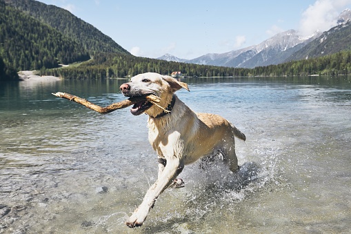 Dog with stick in mountains. Happy labrador retriever running in lake. Alps, Italy