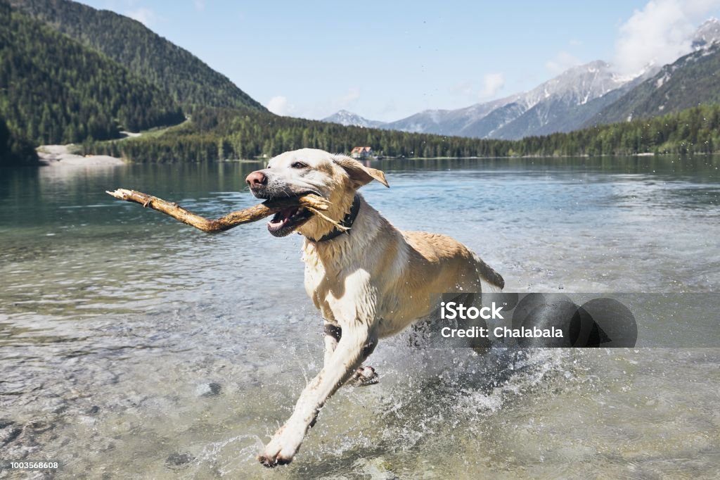Happy dog in mountains Dog with stick in mountains. Happy labrador retriever running in lake. Alps, Italy Dog Stock Photo