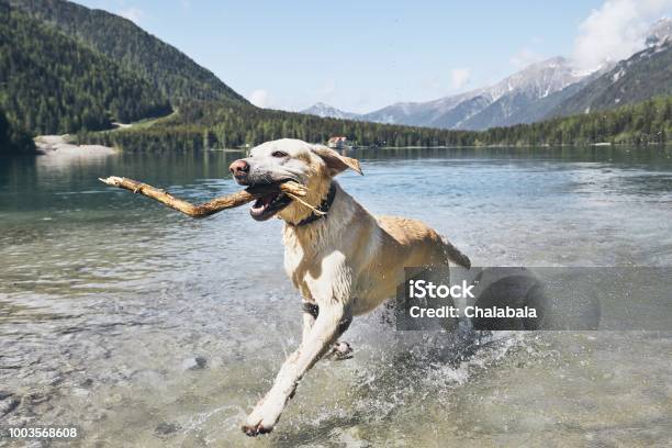 Happy Dog In Mountains Stock Photo - Download Image Now - Dog, Mountain, Lake