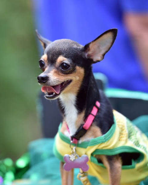 istock Chihuahua Puppy Dressed Up in a Costume 1003568744