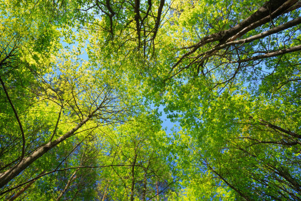 istock Sunny Canopy Of Tall Trees. Sunlight In Deciduous Forest, Summer Nature. Upper Branches Of Maple Tree. Low Angle View. 1003568844