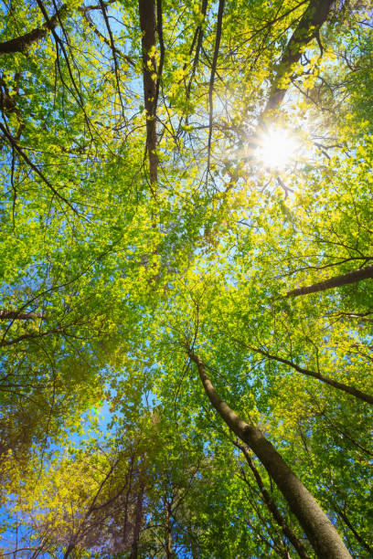 istock Spring Summer Sun Shining Through Canopy Of Tall Trees Woods. Upper Branches Of Trees 1003568868