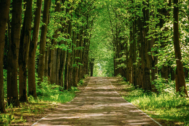 istock Walkway Lane Path With Green Trees in Forest. Pathway Way Through Summer Forest 1003568898