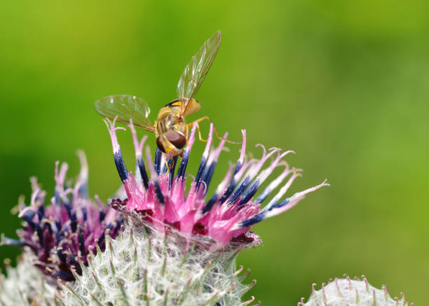 istock German wasp collects pollen from plants. 1003569196