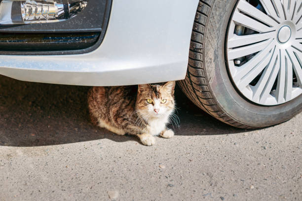 istock Cat Sits Dangerously Under The Wheel Of Car 1003569310