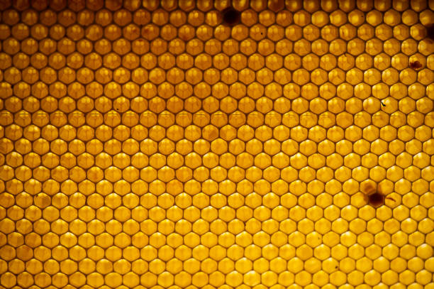 istock Honey comb. fragment of honeycomb, Abstract background. 1003569908