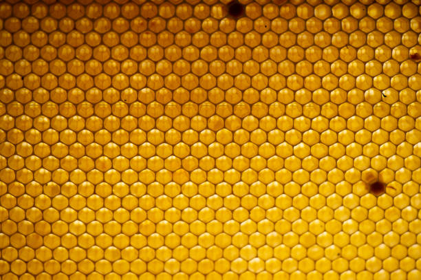 istock Honey comb. fragment of honeycomb, Abstract background. 1003569952