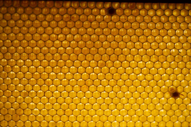 istock Honey comb. fragment of honeycomb, Abstract background. 1003569956