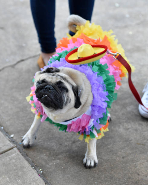 istock Pug Puppy Dressed up in a Costume 1003570946