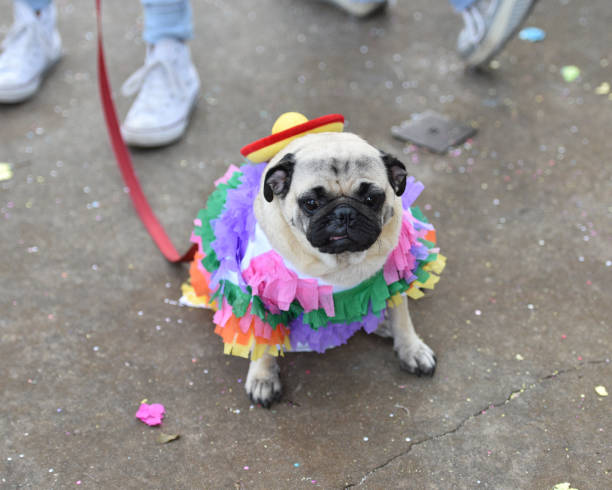 istock Pug Puppy Dressed up in a Costume 1003570980
