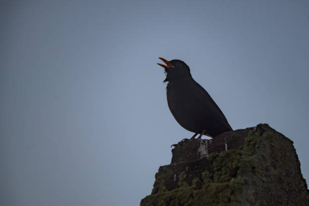 Blackbird singing on top of stones stock photo
