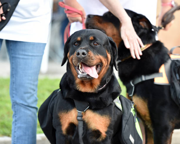 istock Rottweiler Dog out for a Walk 1003574606