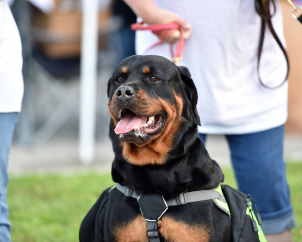 istock Rottweiler Dog out for a Walk 1003574626