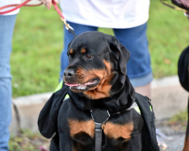 istock Rottweiler Dog out for a Walk 1003574630
