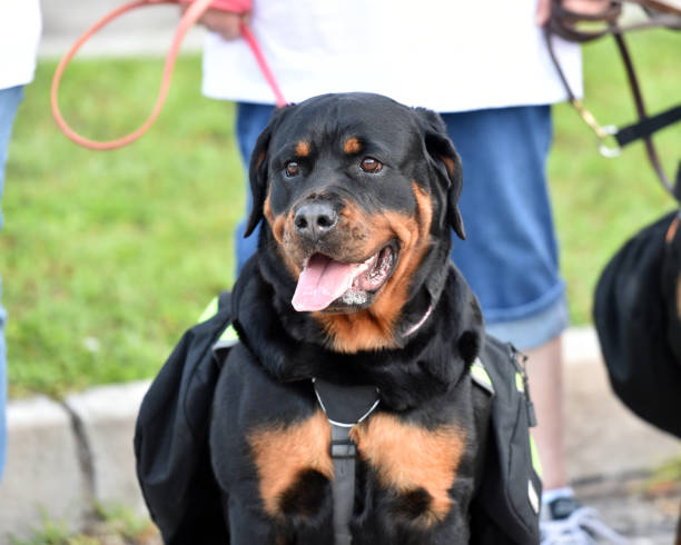 istock Rottweiler Dog out for a Walk 1003574640