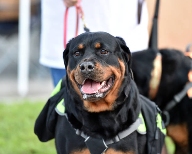 istock Rottweiler Dog out for a Walk 1003574670