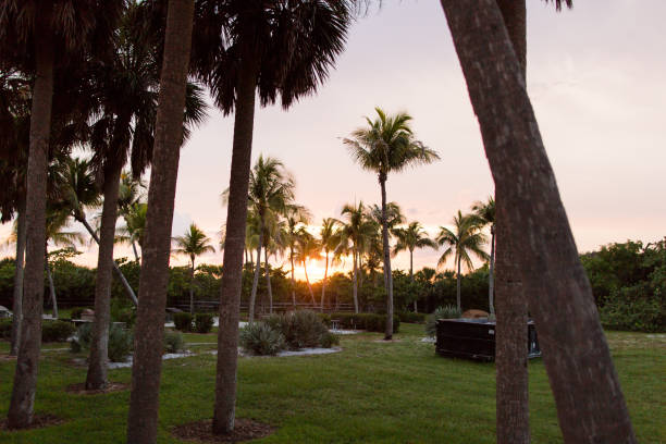 istock Palm Trees in Fort Myers Beach 1003575646