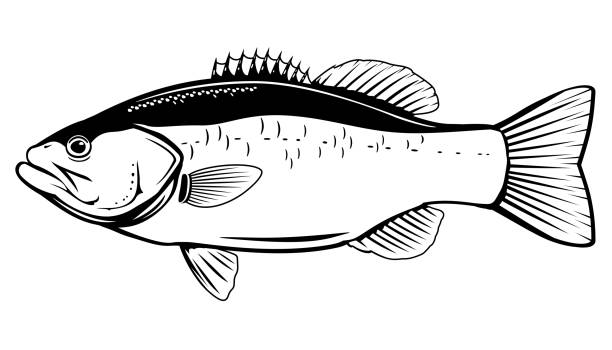 Largemouth Bass Fish Largemouth bass fish in side view in black and white color, isolated freshwater bass stock illustrations