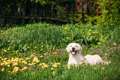 White Obedient Funny Young Happy Labrador Retriever Sitting In Grass And In Yellow Dandelions Outdoor. Spring Season In Park