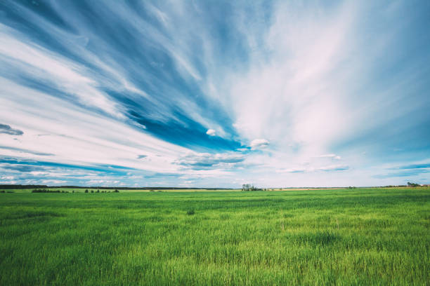 green field dans la saison du printemps. paysage rural agricole au soir. fond de ciel bleu. - grass sky cloudscape meadow photos et images de collection