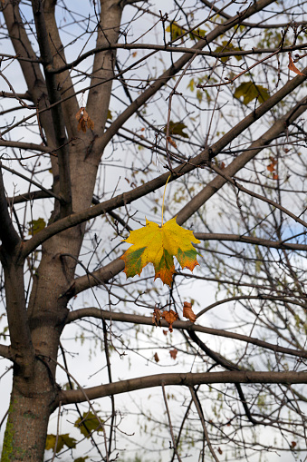 The last foliage on the maple trees in late autumn, cold days in the forest