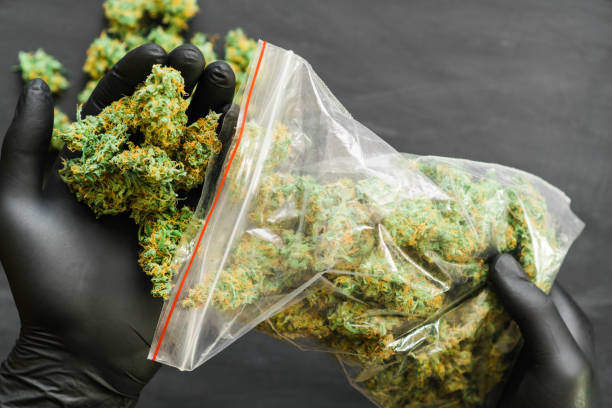 istock Large Package with weed and fresh buds of cannabis many weed. 1003579972