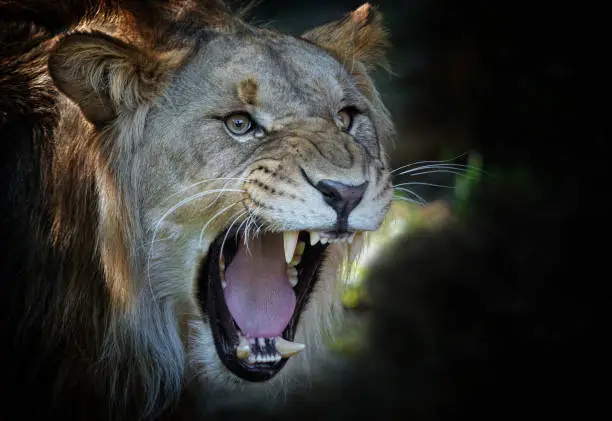 Roaring young male african lion against a dark background.