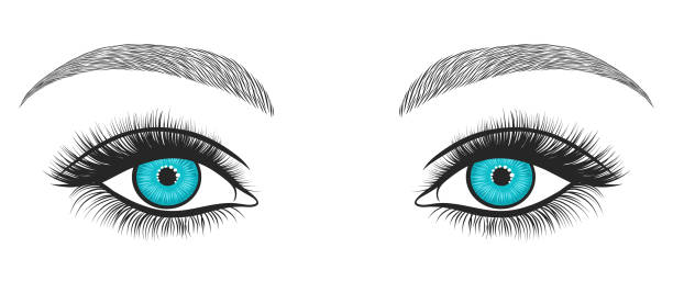 die hand gezeichneter hellen augen mit dicken, langen wimpern und perfekte augenbrauen. stilisierte dekorative make-up. vektor-illustration - eyeliner single line human eye sketching stock-grafiken, -clipart, -cartoons und -symbole