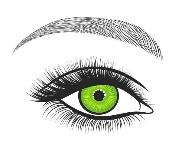 die hand gezeichneter hellen augen mit dicken, langen wimpern und perfekte augenbrauen. stilisierte dekorative make-up. vektor-illustration - eyeliner single line human eye sketching stock-grafiken, -clipart, -cartoons und -symbole