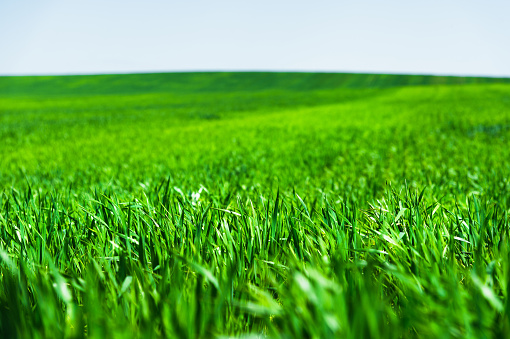 Image of a landscape of a green grass or wheat field and a blue sky with patterns from the clouds. The concept of serenity of ecology and spring.