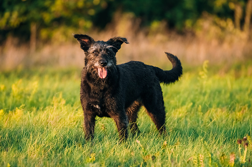 Funny Small Size Black Dog Play In Summer Sunset Sunrise Meadow Or Field