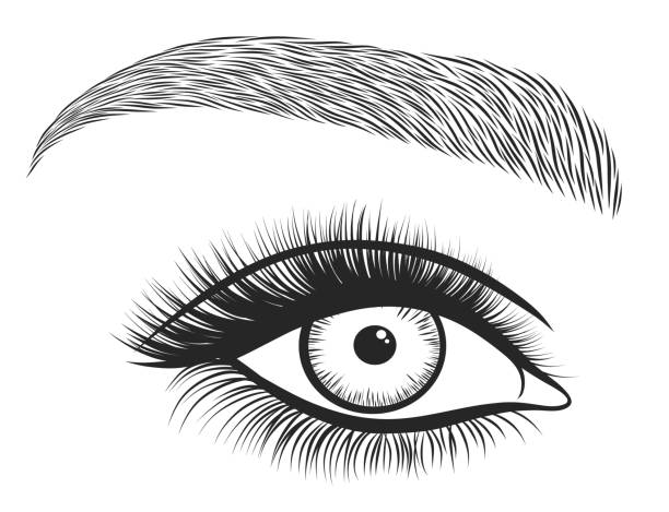 die hand gezeichneter hellen augen mit dicken, langen wimpern und perfekte augenbrauen. stilisierte dekorative make-up. vektor-illustration - eyeliner single line human eye sketching stock-grafiken, -clipart, -cartoons und -symbole