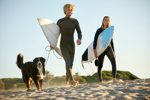Mid adult couple with surfboards and Bernese Mountain Dog walking on sand. Male and female surfers with dog on summer vacation. They are at beach against clear sky.