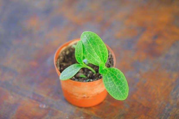 istock little green seedling in the pot 1003589276
