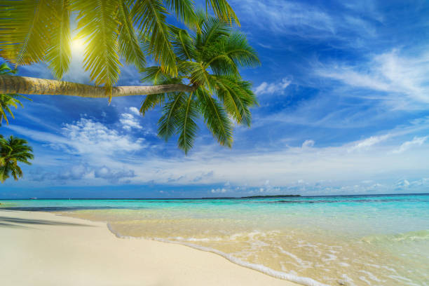 istock Tropical beach with palm trees in summer 1003593548