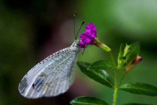 macro - close up view of a small white color butterfly - insect - on a small purple color flower in a home garden in Sri Lanka stock photo