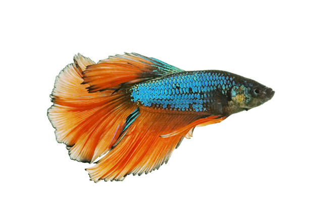 istock Siamese fighting fish isolated on white background. 1003594670