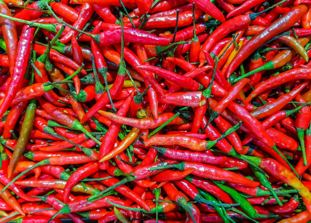 istock red hot spicy Thai chili or Bird's eye chili 1003595100