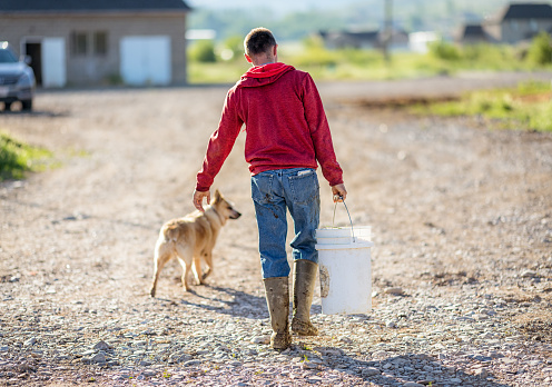 Rear view of a young man working on a dairy farm, walking with his dog while carrying a bucket of animal feed.