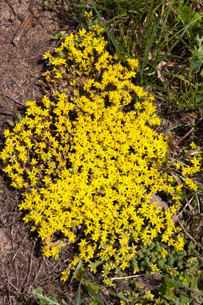 spring in the field low inflorescence of St. John's wort of yellow color used in folk and traditional medicine, photo closeup in spring in the field low flower arrangements drawings stock pictures, royalty-free photos & images