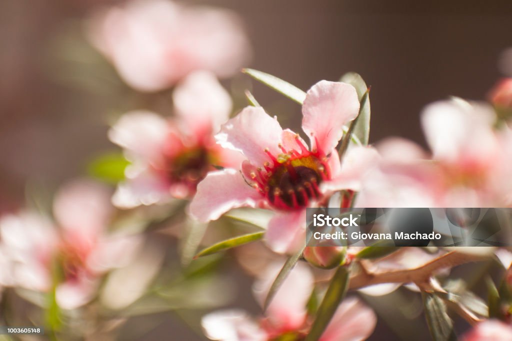 Erica plant flowers in light and natural environment Erica flowers in branch and natural light 2015 Stock Photo