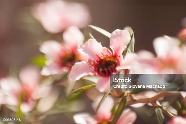 Erica Plant Flowers In Light And Natural Environment Stock Photo - Download Image Now