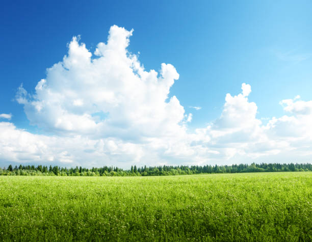 istock field of grass and perfect sky 1003609352