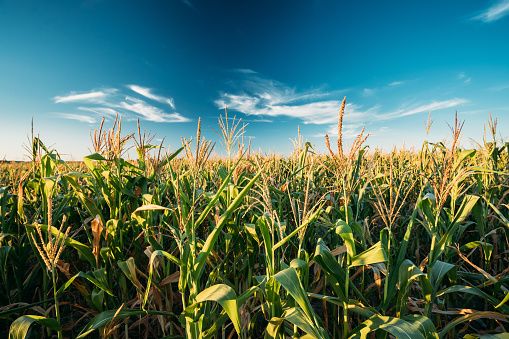 Green Maize Corn Field Plantation In Summer Agricultural Season. Skyline Horizon, Blue Sky Background