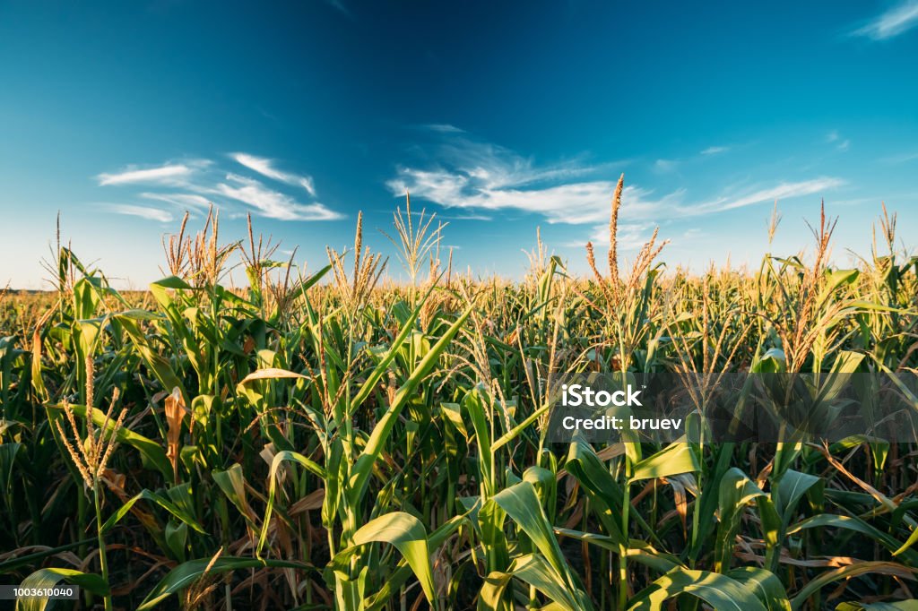 Milho milho verde campo plantação na época agrícola de verão. Linha do horizonte horizonte, fundo do céu azul - Foto de stock de Milho royalty-free